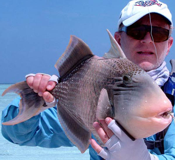 Fliegenfischen auf Drückerfische Triggerfish